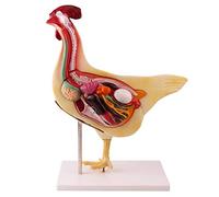 Modello anatomico di Scheletro, Modello anatomico di assemblaggio, Modello anatomico di Pollo, Modello anatomico Animale, Modello anatomico di organi di Pollo Staccabile, Modello didattico per Studio