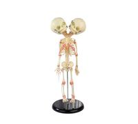 Modello anatomico di scheletro umano a doppia testa - Modello anatomico di cranio in PVC for esposizione, insegnamento e apprendimento