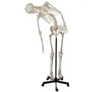 Modello anatomico di scheletro umano, a grandezza naturale, 180 cm, 206 ossa, replica medica interattiva con supporto regolabile