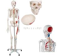 Modello anatomico di scheletro umano a grandezza naturale con ossa muscolari dipinte e numerate for l'istruzione e lo studio, 1 pezzo