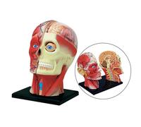 Modello anatomico di scheletro umano assemblato 4D, giocattolo educativo per