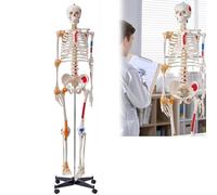 Modello anatomico di scheletro umano con mascelle mobili e origine muscolare per insegnamento e studio medico