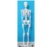 Modello anatomico di scheletro umano con nervi dettagliati e vasi sanguigni per l'educazione medica e lo studio