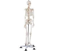 Modello anatomico di scheletro umano con supporto girevole per insegnamento anatomico e studio medico