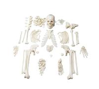 Modello anatomico di scheletro umano da 67 pollici Scheletro in PVC a grandezza naturale con mani e piedi articolati con teschio in 3 parti