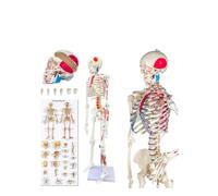 Modello anatomico di scheletro umano da 85 cm con articolazioni mobili e muscoli dipinti, 1 pz