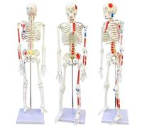 Modello anatomico di Scheletro Umano di 85 cm con Supporto, Modello Completo delle Ossa del Corpo per insegnamento e apprendimento