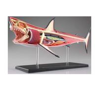 Modello anatomico di squalo 4D, modello anatomico di organi di squalo staccabile in 20 parti, modello anatomico animale for studio, esposizione, insegnamento, modello medico, giocattolo di montaggio