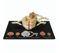 Modello anatomico di supporto didattico, nervi spinali umani, midollo spinale, modello con ingrandimento 5 volte for studio medico, fisiologia, istruzione, ricerca scientifica