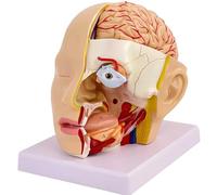 Modello Anatomico Di Testa Umana Con Cervello, Modello Di Testa Anatomica In 4 Parti A Grandezza Naturale Con Cervello, Bulbo Oculare E Cervelletto Rimovibili, For Studio Di Neuroscienze