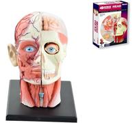 Modello Anatomico Di Testa Umana Con Visione 4D, 14 Parti Staccabili Testa Di Cranio E Cervello Con Muscoli E Vasi Nervosi For La Visualizzazione Dell'educazione All'insegnamento Delle Scienze