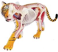 Modello Anatomico Di Tigre 4D Con 28 Organi E Parti Scheletriche Staccabili, Modello Anatomico Di Animali Selvatici Per L'insegnamento Della Biologia, La Formazione Medica E La Ricerca Scientifica