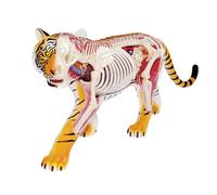 Modello anatomico di tigre 4D, modello anatomico di scheletro animale, supporto didattico medico, attrezzatura educativa con 28 organi e parti del corpo completamente staccabili, modello