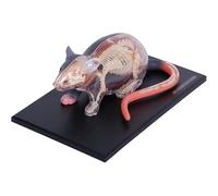 Modello anatomico di topo 4D con 29 organi e parti del corpo rimovibili, ideale for l'istruzione, la medicina, i veterinari, modelli umani squisiti