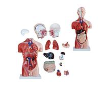 Modello anatomico di torso umano da 45 cm, 13 pezzi, torso maschile con organi rimovibili, corpo umano, cuore, viscere, cervello, scheletro, scuola di medicina, infermieristica, istruzione, modello di