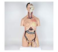 Modello Anatomico Di Torso Umano Da 85 Cm for L'istruzione E La Formazione | Modello di torso realistico for l'apprendimento dell'anatomia, ideale for la scuola e come regalo.