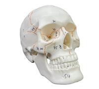 Modello anatomico di un teschio umano con numero scritto a mano, non sbavato, per lo studio anatomico per studenti di medicina, modello scheletro anatomico per bambini