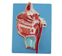 Modello anatomico di vasi sanguigni e nervi orali, nasali e della gola, modello anatomico di organi umani, modello di vasi sanguigni e nervi, materiale in PVC, for insegnamento e ricerca