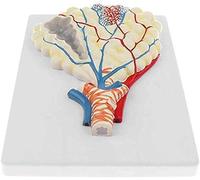 Modello anatomico didattico Studenti, Modello polmonare e respiratorio Umano, Modello alveolare ingrandito Studio anatomico Medico e scientifico, Modello Scheletro Medico didattico