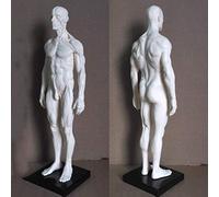 Modello anatomico educativo 30 cm Scheletro Umano Anatomia Pittura Modello Anatomico Cranio Anatomico Scultura Corpo Muscolo Artista Disegno Modello Scheletro