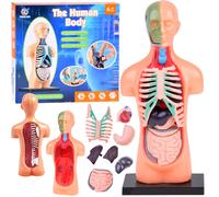 Modello anatomico educativo corpo umano con organi rimovibili