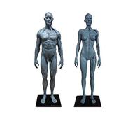 Modello anatomico educativo, Corpo Umano Femminile in Resina 11 Pollici, muscoloscheletrico, Modello Corpo Umano Completamente in Resina, Modello didattico Anatomia Medica dei Muscoli Umani Lo Stud