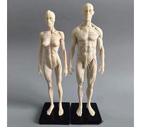 Modello anatomico educativo, Corpo Umano Femminile in Resina 11 Pollici, muscoloscheletrico, Modello Corpo Umano Completamente in Resina, Modello didattico Anatomia Medica dei Muscoli Umani Lo Stud