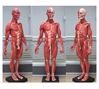 Modello anatomico educativo Cranio Umano Maschile in Resina 60 cm, Scheletro Artistico, Carne, Muscolo, Anatomia Superficiale (60 cm)