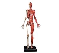 Modello anatomico educativo Figura Anatomica Femminile - Modello Pittura Scheletro Muscolare Umano Modello anatomico Umano Ossa e Pelle Riferimento Modello Scheletro dell'artista