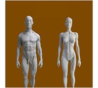 Modello anatomico educativo Figura Anatomica Umana - Modello anatomico Umano Ossa muscolari - Materiale in Resina Modello anatomico muscoloscheletrico Femminile e Maschile Studio Disegno Artistico