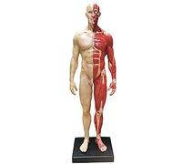 Modello anatomico educativo Figura Femminile - Modello Figura Anatomica Umana 11 Pollici - Materiale PU Scheletro Umano Modello anatomico Dipinto Modello Ossa muscolari umane Artista Medico Disegno