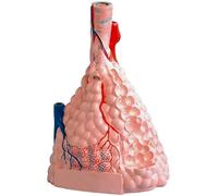 Modello anatomico educativo Modello anatomico Umano Modello espansione alveolare polmonare lobulare Anatomia polmonare Segmento polmonare Modello Scheletro tracheale l'istruzione Medica