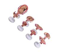 Modello anatomico embrionale professionale con 8 parti staccabili per paziente e aula Modello anatomico embrionale professionale