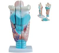 Modello anatomico Faringe Umana Modello laringe, laringe con Voce tiroidea e Gamba della Lingua allargata 3 Pezzi per sc