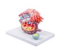 Modello anatomico femminile allargato modello anatomico dettagliato modello pelvico femminile set per insegnare agli studenti e professionisti della salute ovaia in PVC