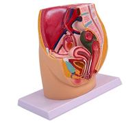 Modello anatomico femminile di cavità pelvica modello di anatomia dell'organo riproduttivo femminile per dimostrazioni cliniche e lezioni