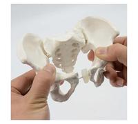 Modello anatomico flessibile del bacino femminile, modello anatomico di scheletro del mini bacino, sussidi didattici for la rotazione pieghevole dell'anca mobile e dell'osso pelvico, 15x13x7 cm