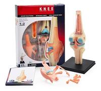 Modello anatomico, For l'insegnamento medico Puzzle fai-da-te assemblaggio di giocattoli strumenti e aiuti for la formazione educativa