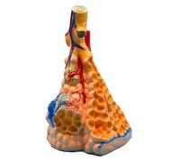 Modello anatomico for l'insegnamento, modello anatomico polmonare, modello didattico polmonare, distribuzione dell'albero bronchiale, for gli studenti da imparare e mostrare