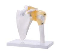 Modello anatomico funzionale a grandezza naturale anatomia umana scheletro spalla articolazione osso muscolo insegnamento modello