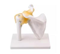 Modello anatomico funzionale Anatomia umana Scheletro Spalla Articolazione Osso Muscolo Modello Strumenti di insegnamento medico