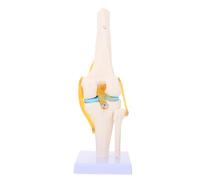 Modello Anatomico Funzionale del Ginocchio Umano a Grandezza Naturale | Pvc, Si Flette al Ginocchio e Mostra la Rotula, per Laboratorio e Consulto Clinico