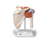 Modello anatomico funzionale di lusso dell'articolazione della spalla 3B Scienti