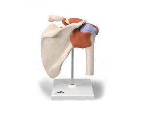 Modello anatomico funzionale di lusso dell'articolazione della spalla 3B Scienti