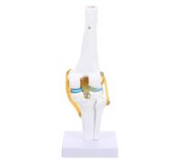 Modello Anatomico Ginocchio Umano in PVC a Grandezza Naturale 1: 1 | Mostra Legamenti Anteriori e Posteriori, Rotula Visibile, Pieghevole per Studio Pratico