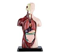 Modello anatomico, giocattoli educativi realistici e smontabili, figura anatomica del corpo umano, per bambini e bambine dai 6 anni in su, casa, scuola, compleanno e