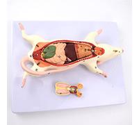 Modello anatomico, Il modello di struttura anatomica degli organi del topo - L'osservazione dell'aspetto e il modello di anatomia interna dei topi sono adatti for l'insegnamento medico