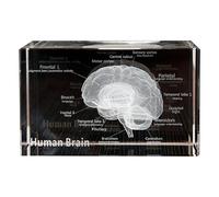 Modello Anatomico In Carta A Forma Di Cubo Umano Art Organ Pesetto