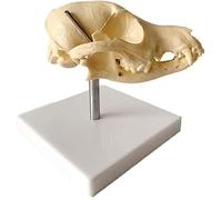 Modello anatomico in osso naturale di teschio di cane, materiale in PVC, teschio di animale, testa, farmaci for cani, tipo di medicina veterinaria, scheletro for uso in laboratorio