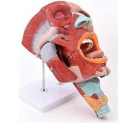 Modello anatomico in PVC di naso umano, bocca e cavità della gola, testa, viso, muscoli, modello anatomico, campioni medici, stomatologia, otorinolaringoiatria for uffici e aule, risorse